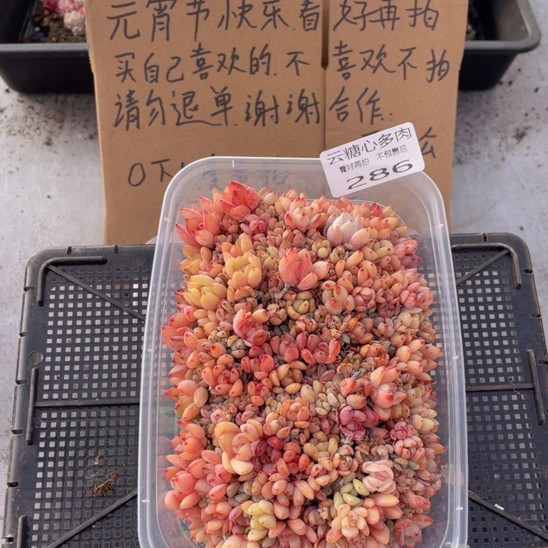 云糖心多肉植物286