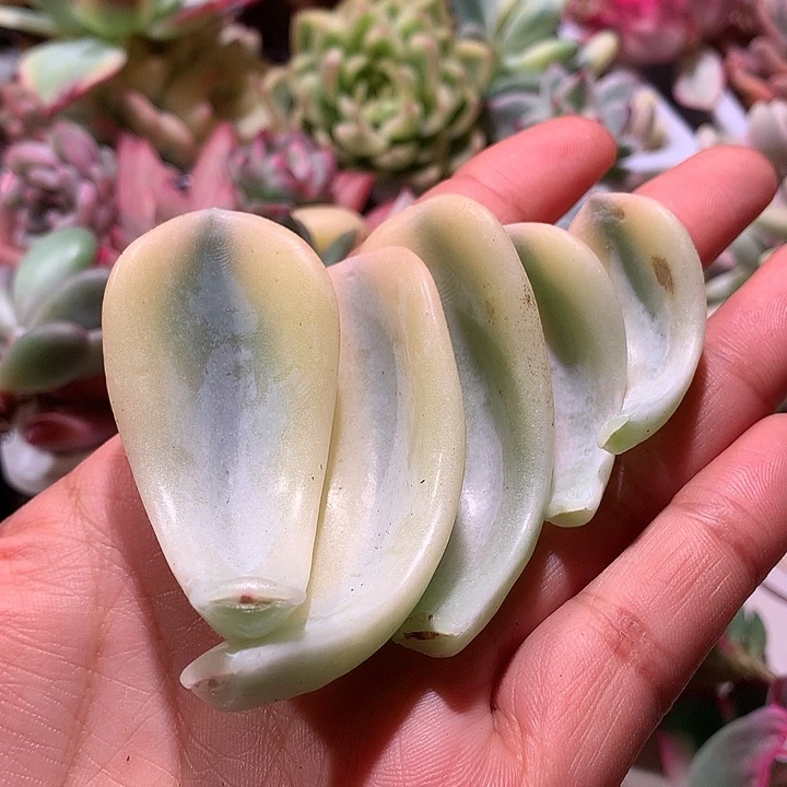 美尻腹轮叶片五片