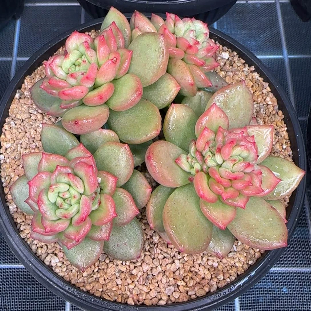 从前慢甄选多肉苹果花