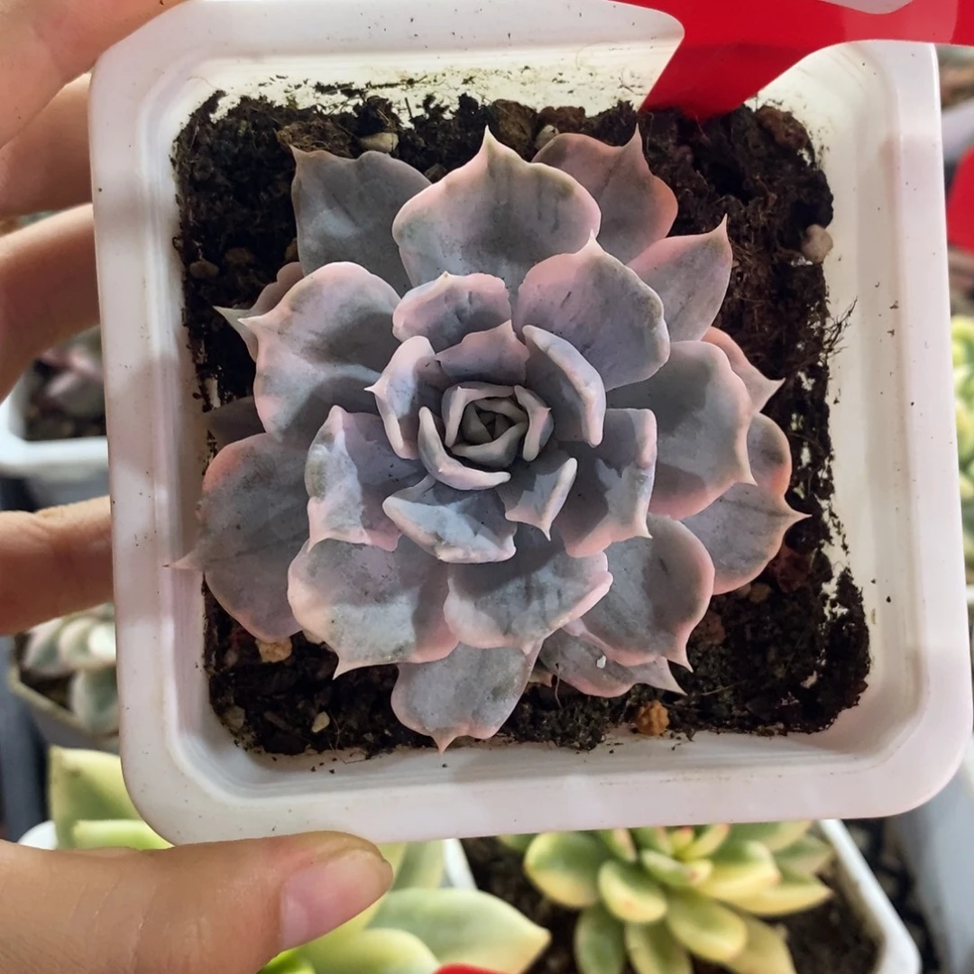 丽娜莲林多肉植物