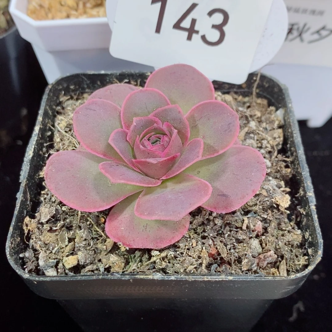 酸*楠143烟花单颗。    多肉玫瑰。