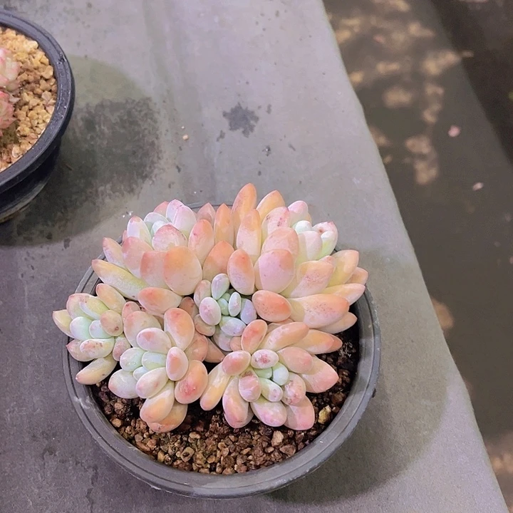 格*香水，多肉植物