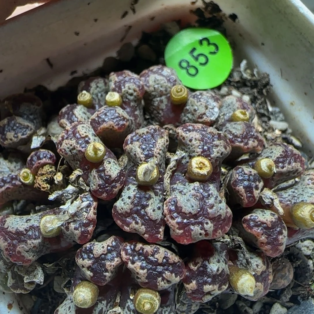 漂漂亮亮多肉植物853