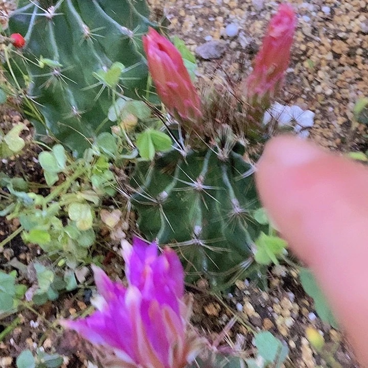 @****仙人掌龙王球10 cm以上