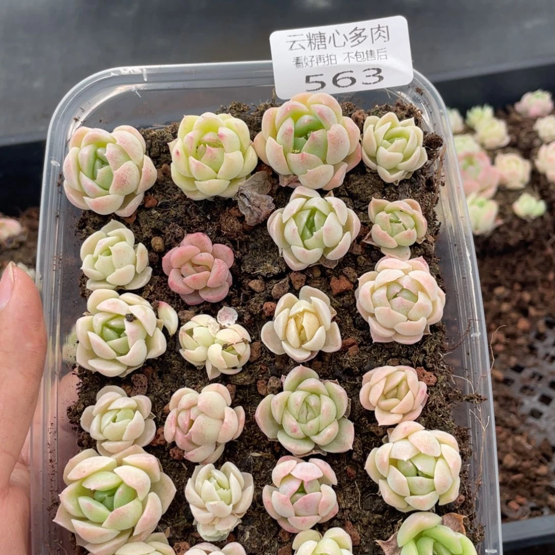 云糖心多肉植物563