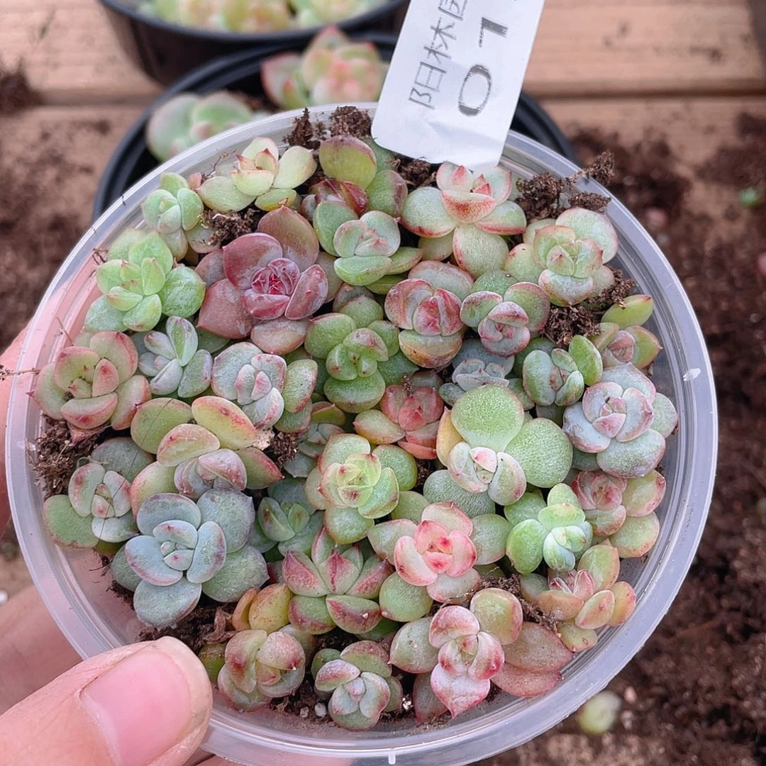 多肉植物多肉植物12