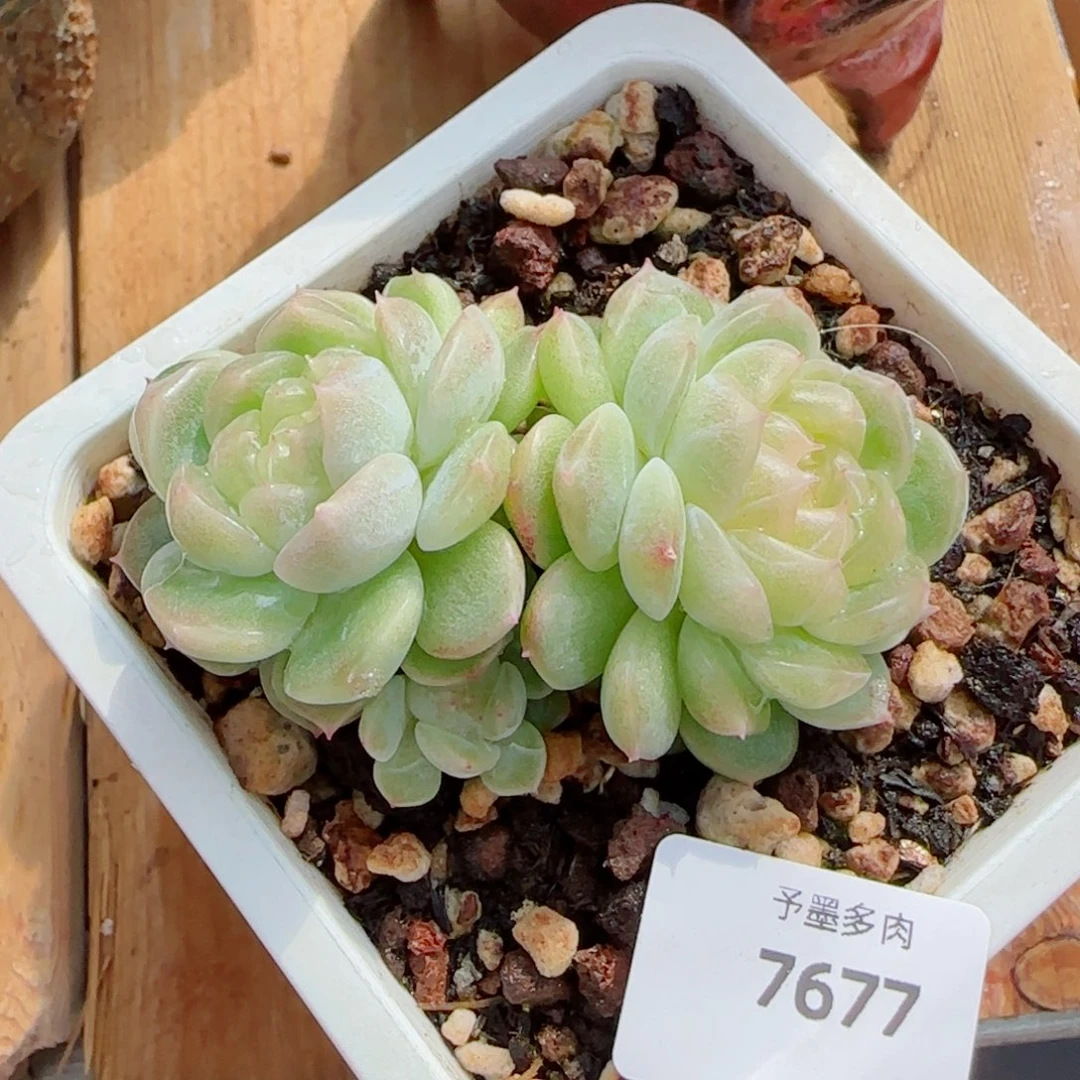 泼天富贵，7677多肉植物