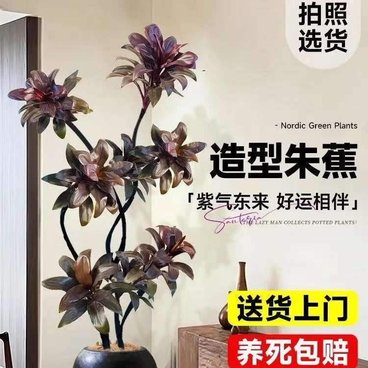 网红鲜活绿植紫百合娃娃朱焦基地带土好看好养吸收甲醛净化空气