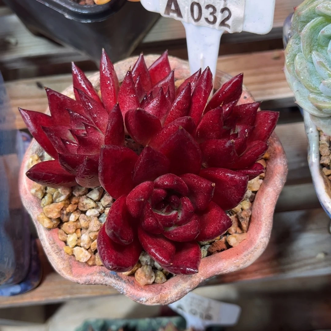 红兔duolvyejujinvn