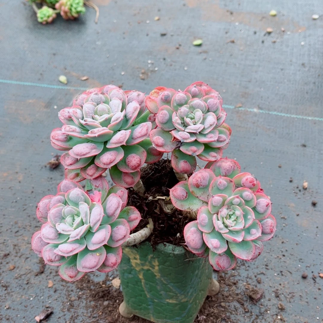 雨滴老桩一颗发货