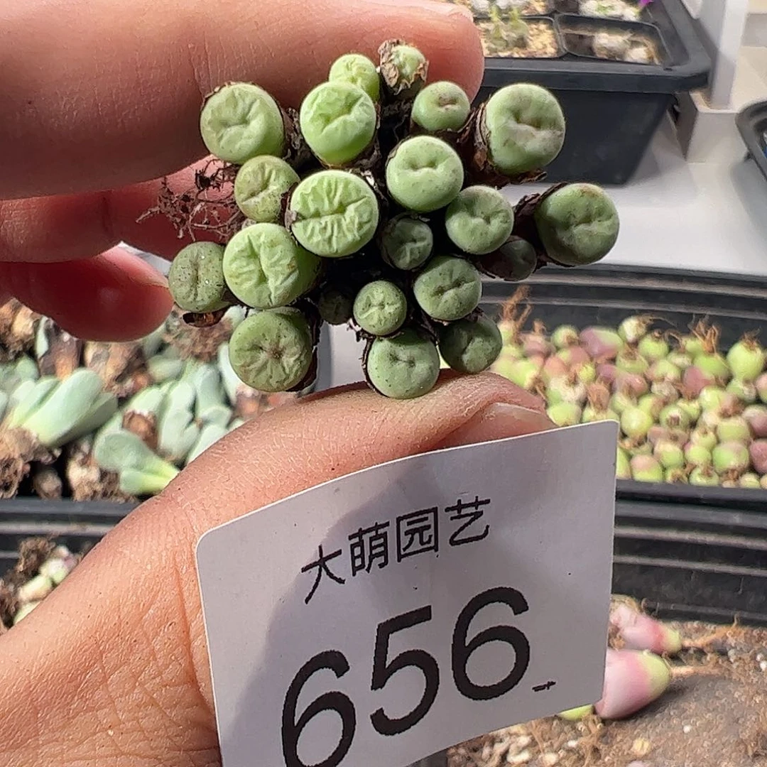 一物一拍。               656