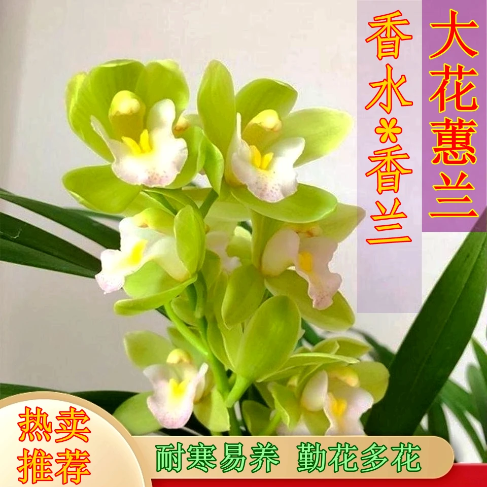 【3花起翡翠香兰】香水香兰室内外高端精品兰花浓香型好养四季开花