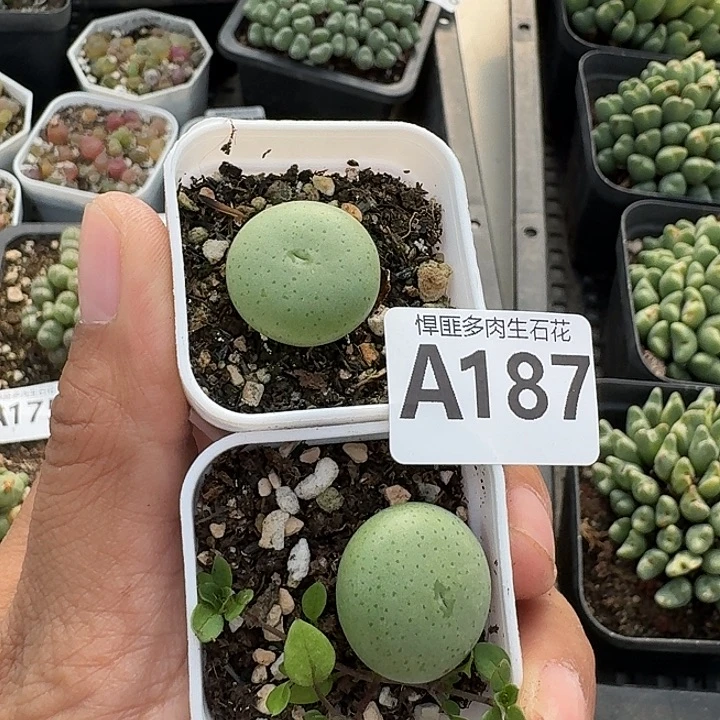 187多肉植物多肉植物