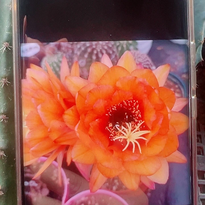 毛花柱星橙侧芽拍一发二