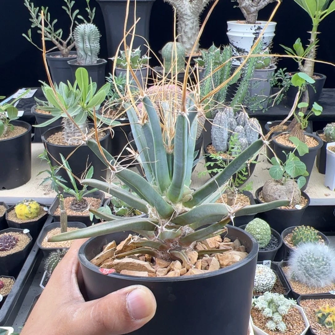 大光山实生一物一拍默认脱土发