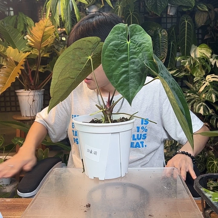 风****完全开放一物一拍Q178