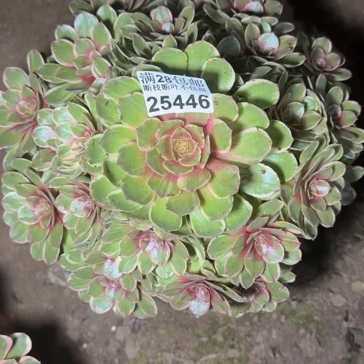 25446莲花座多肉zhiwu