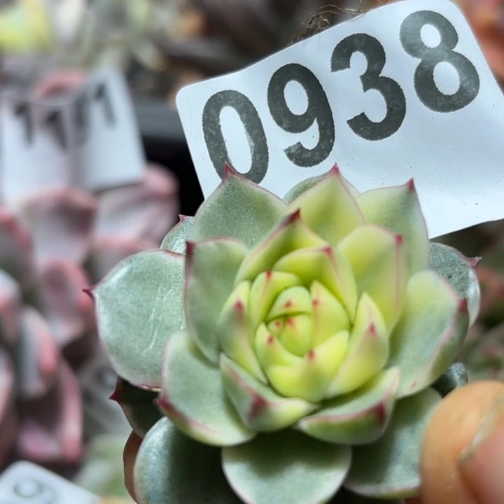 头盖锦多肉植物满18包邮当场凑单