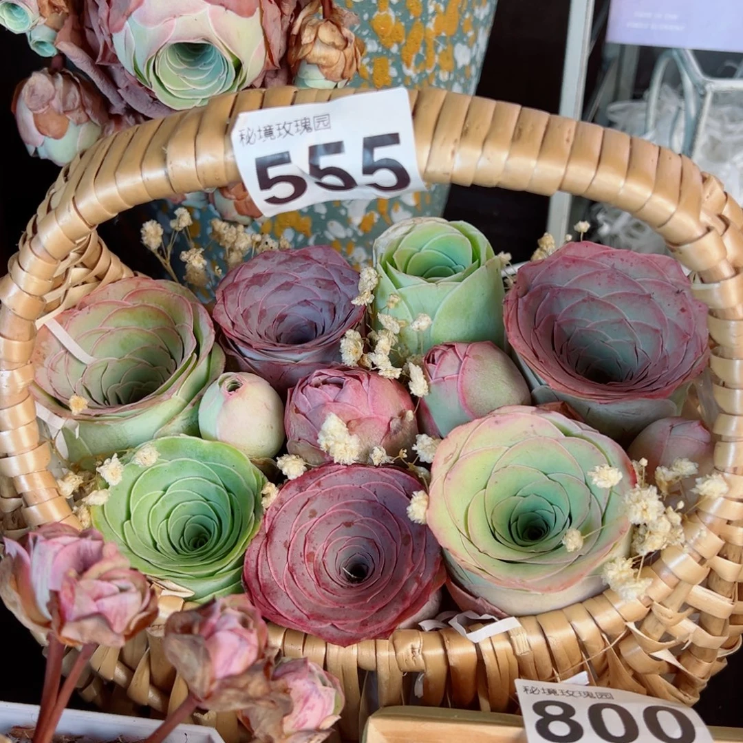 555混色玫瑰手提篮组合。