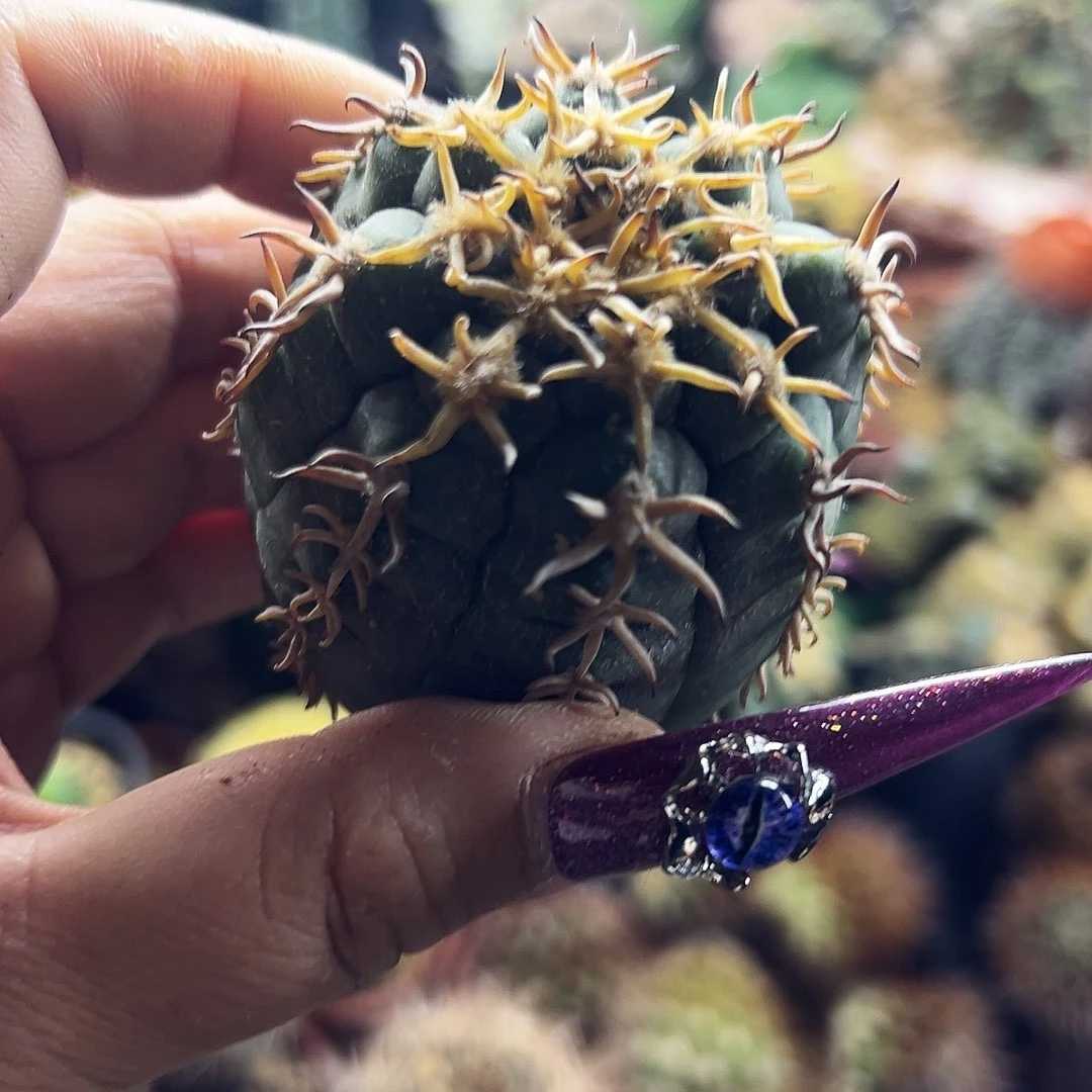 猫爪有根仙人球11111111