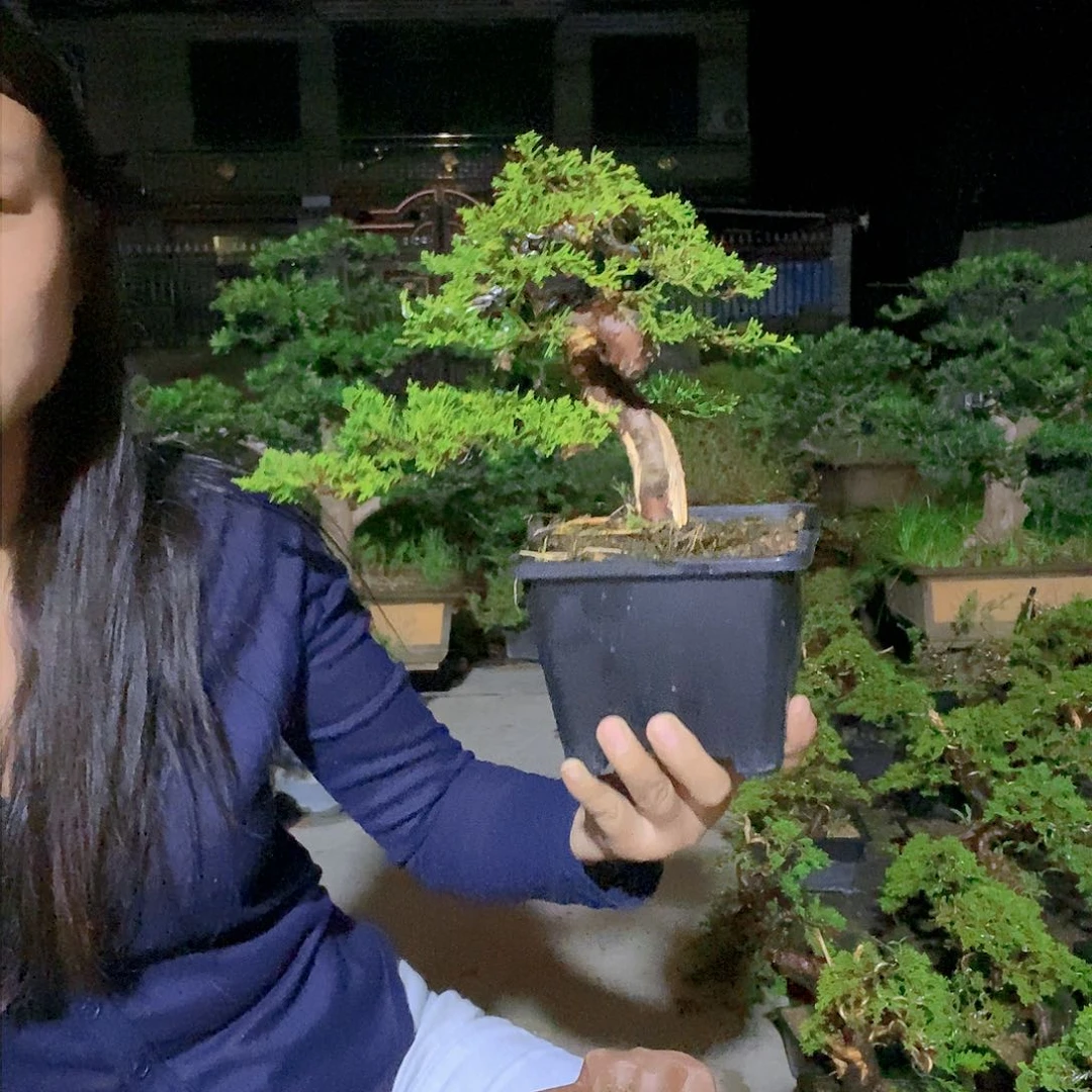 无花朵真柏盆景造型
