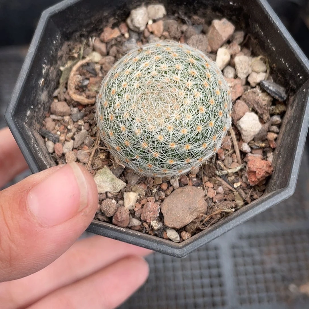 898白娟丸（满18元包邮）