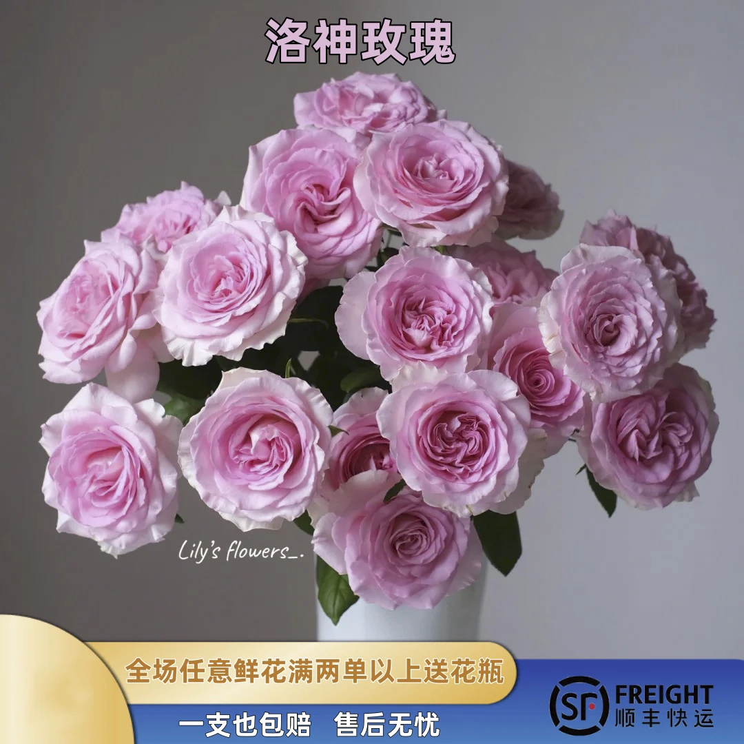 洛神玫瑰10枝·鲜切花·全场两单顺丰包邮基地直发·批发·生活鲜花