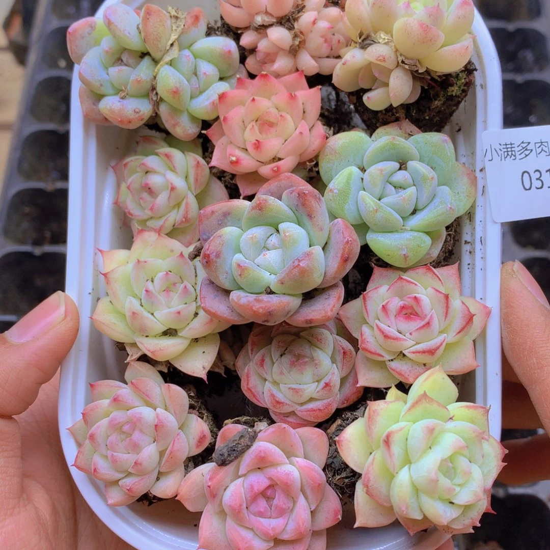 我要去看你了啊我031