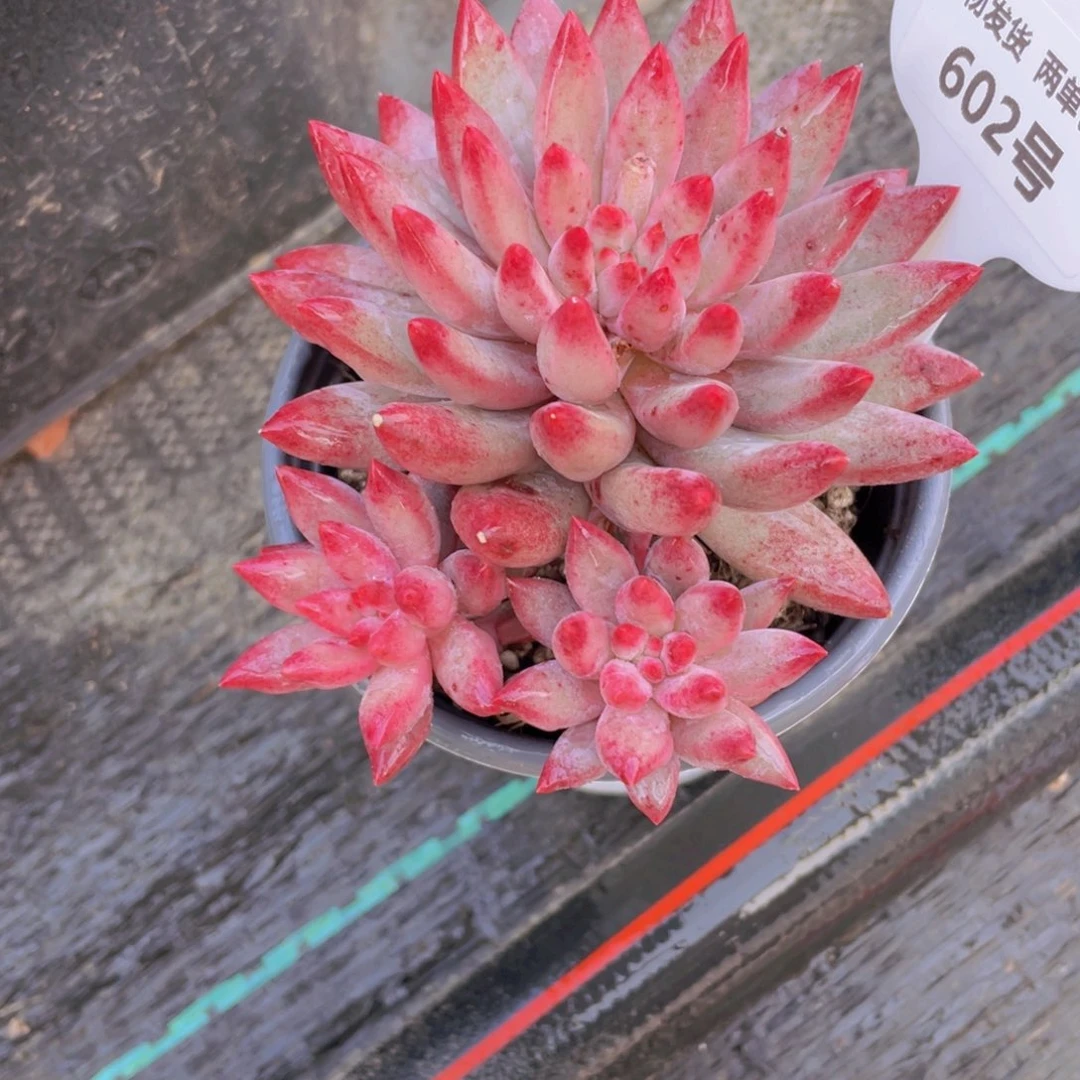 602号 全状态虞美人飘枝