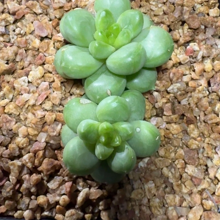 青梨288多肉植物，