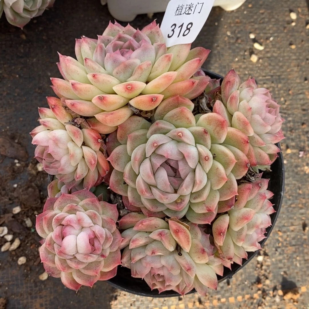 彭*虎杂交精品多肉318