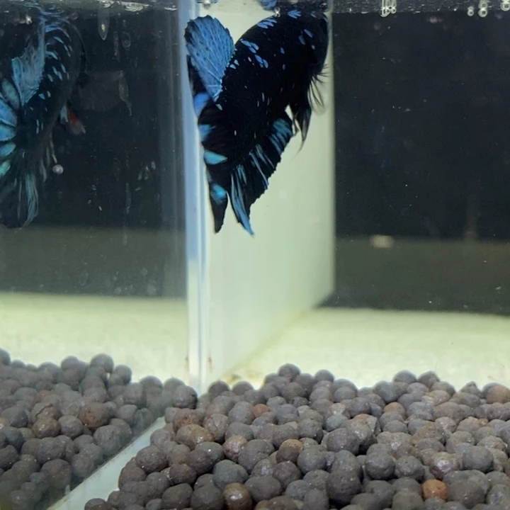 斗鱼泰国斗鱼377号