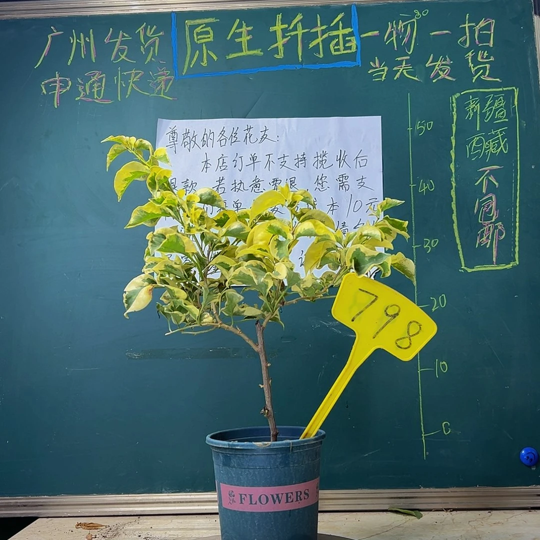 当前无花栽培后可以开花 金边黄 798