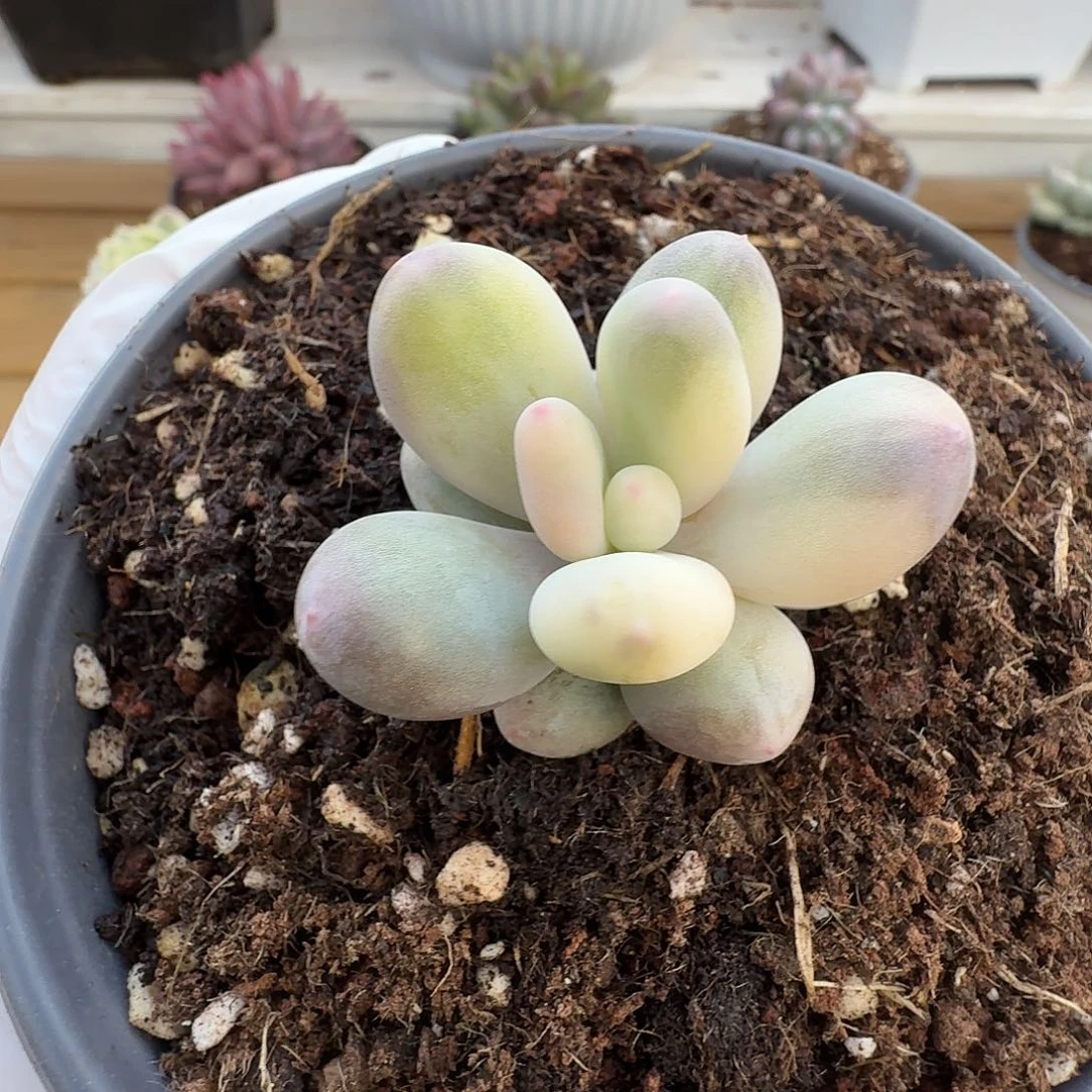 奶酪锦11111213-11