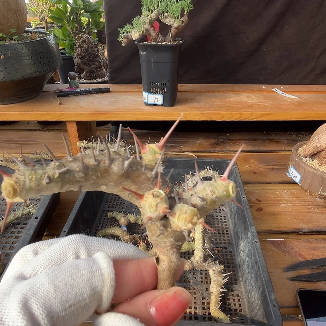 汤圆植物刺月界好看