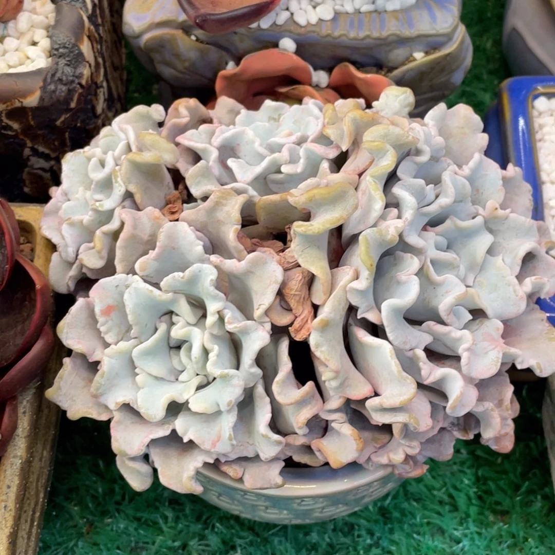 多肉植物盆栽多肉植物