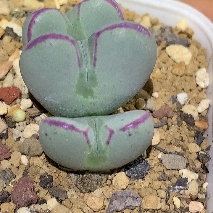 精品多肉植物爱心杂交少将