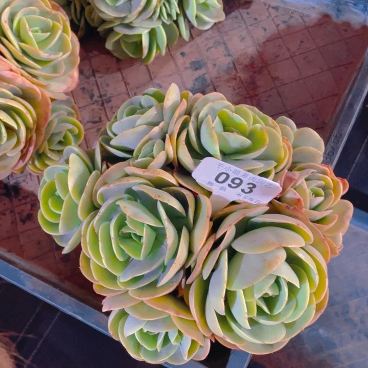 谢谢你的支持0000093