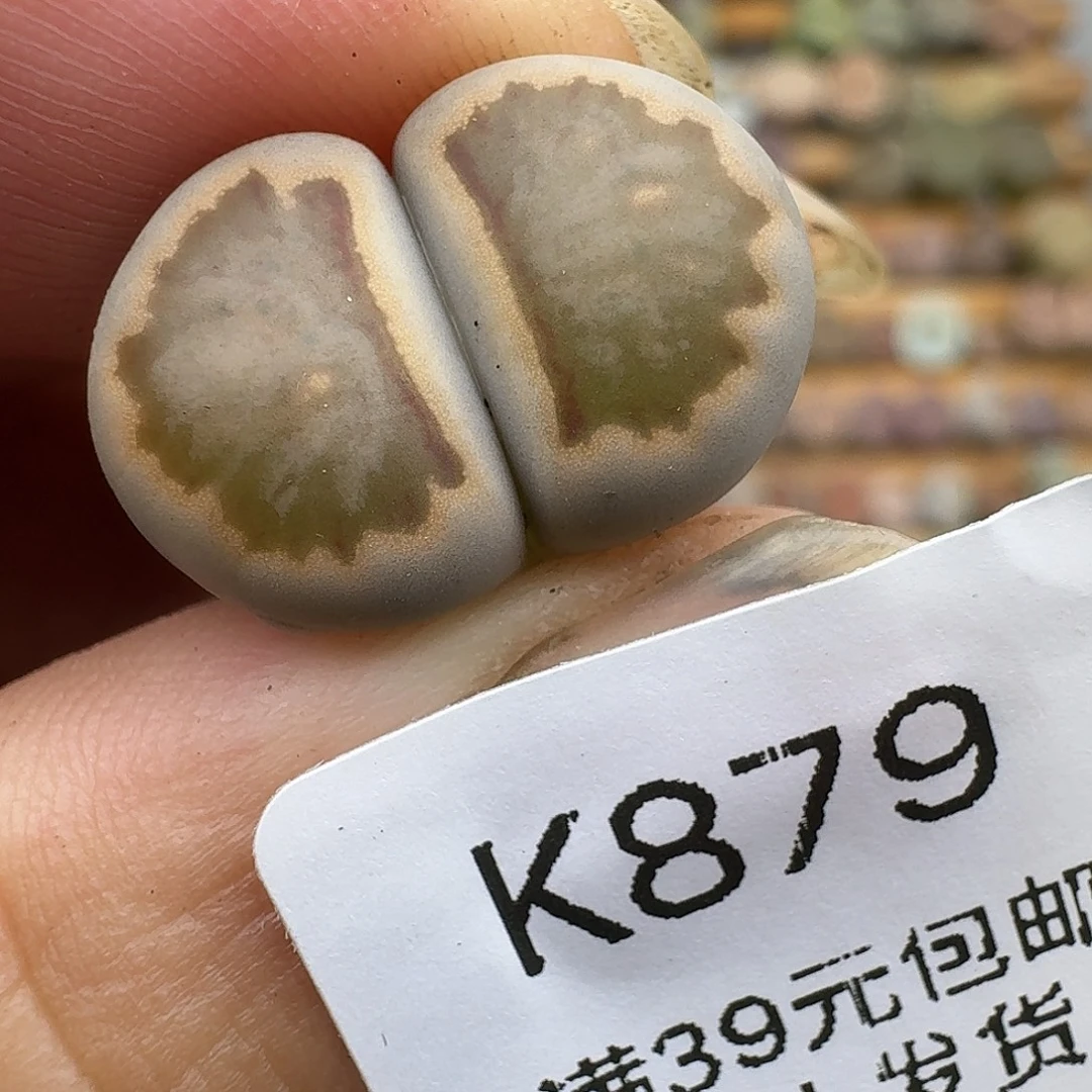 木***杨879多肉哈哈哈哈哈哈哈哈