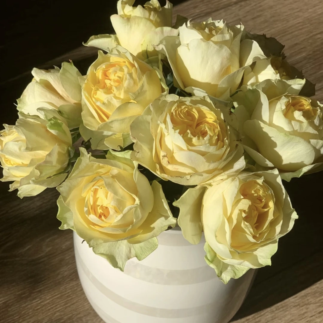 【绿芙美人】黄绿色四季开花月月开季季开盆栽地栽阳台庭院