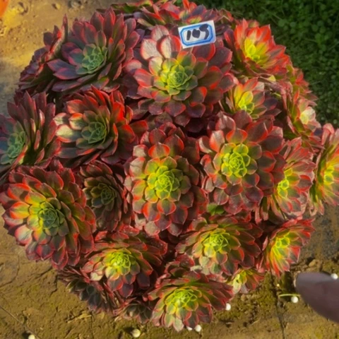 朝霞朵朵多肉植物149多肉