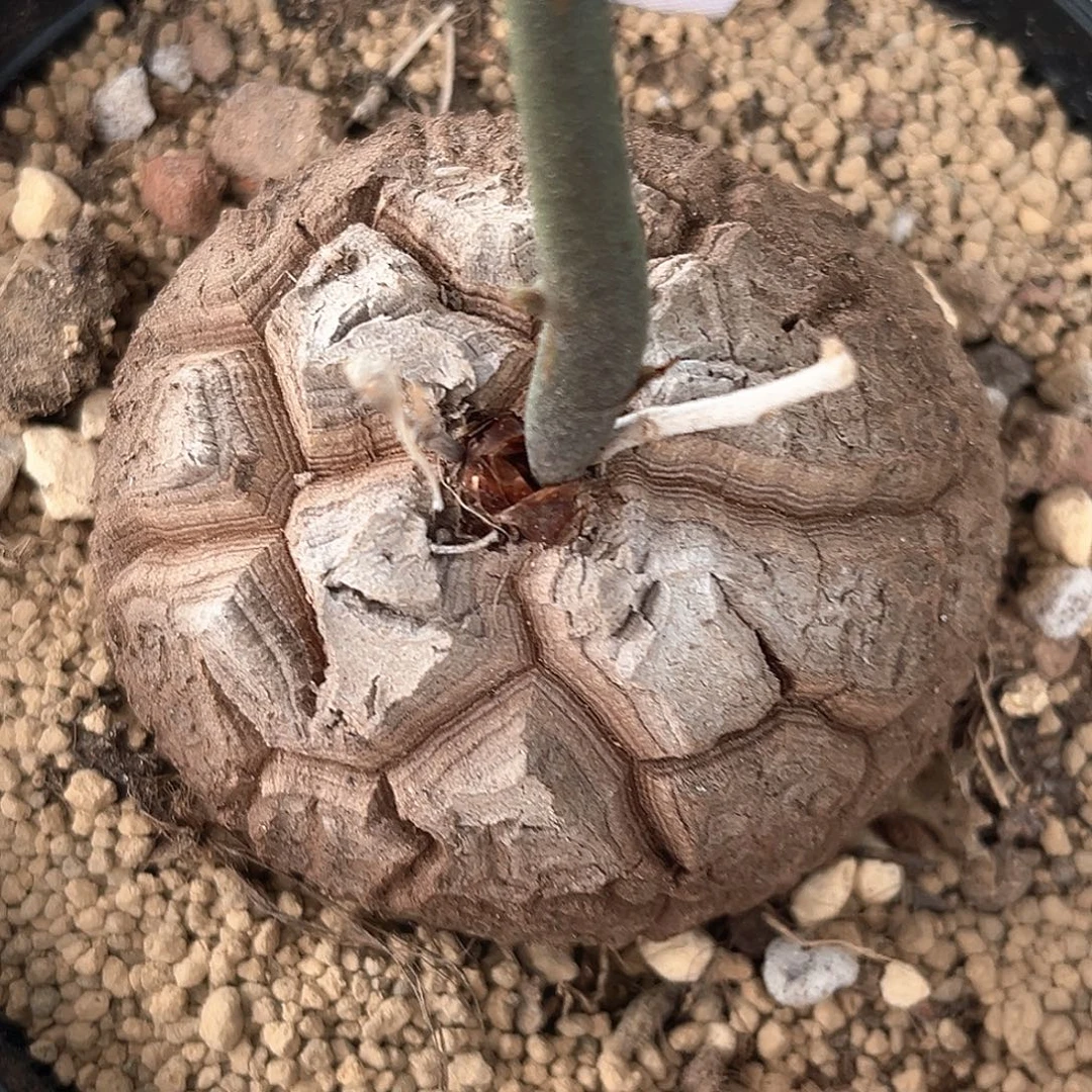潮流植物 龟甲龙 足球