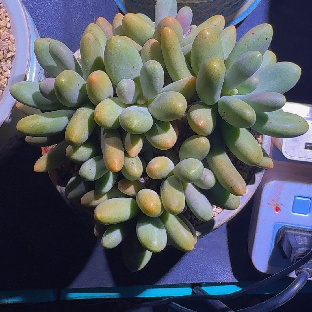 糖果美人 7头 一物一拍