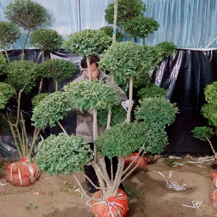 铸**煌一物一拍一物一拍