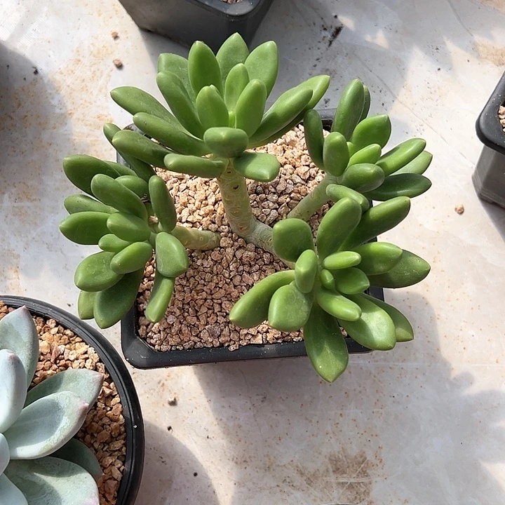 【闪购商品】芒果奶