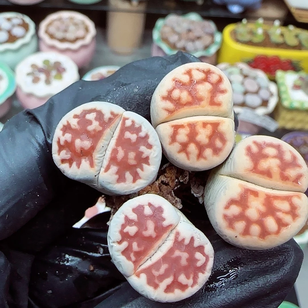 生石花满18包邮1126-45