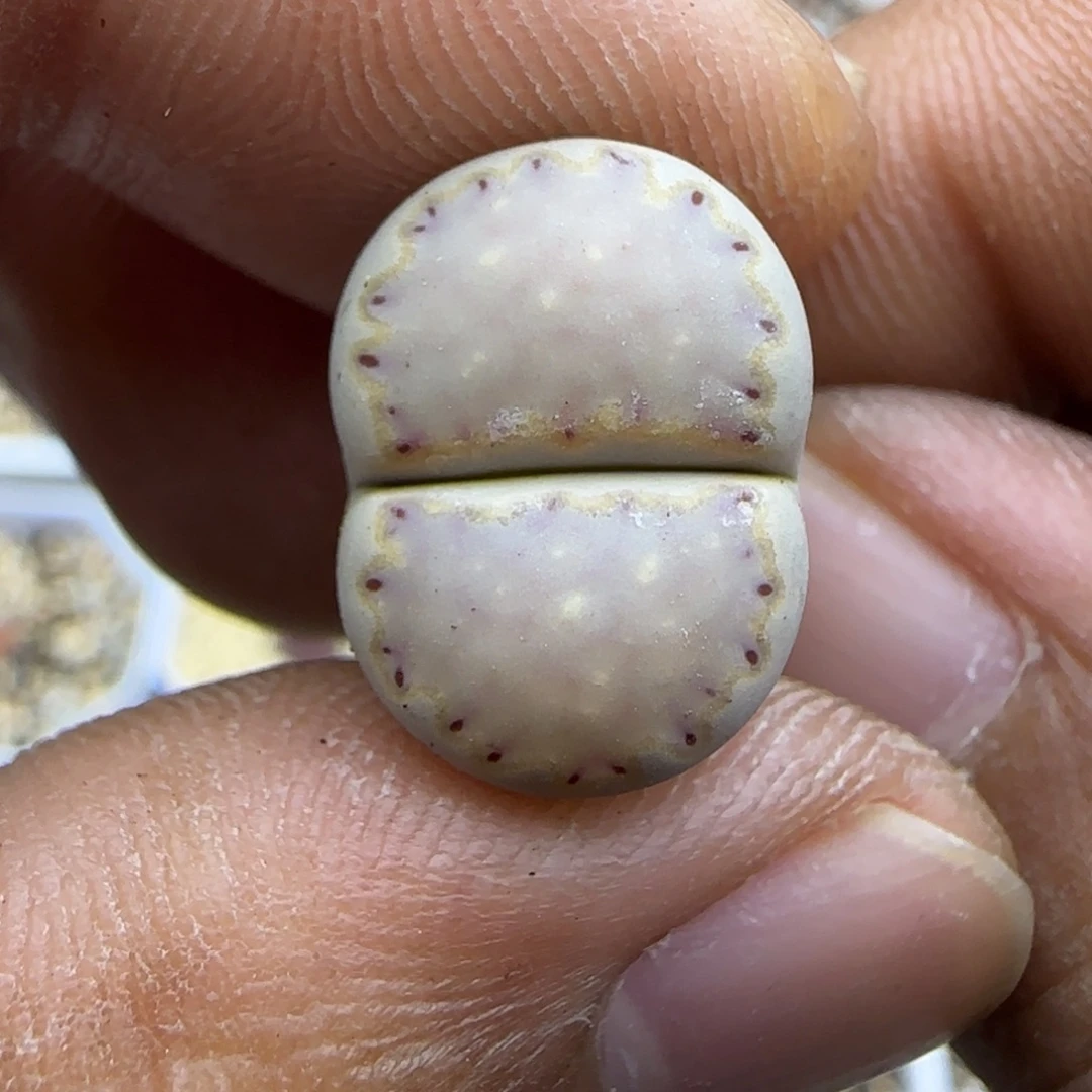 251 生石花大棚直播