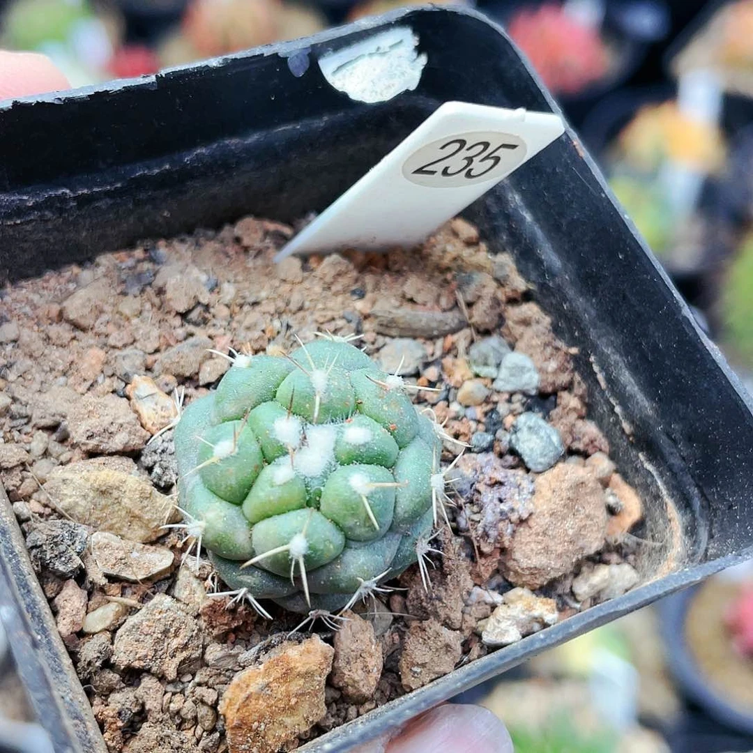 无刺象牙非偏远地区满25裸根发货仙人球