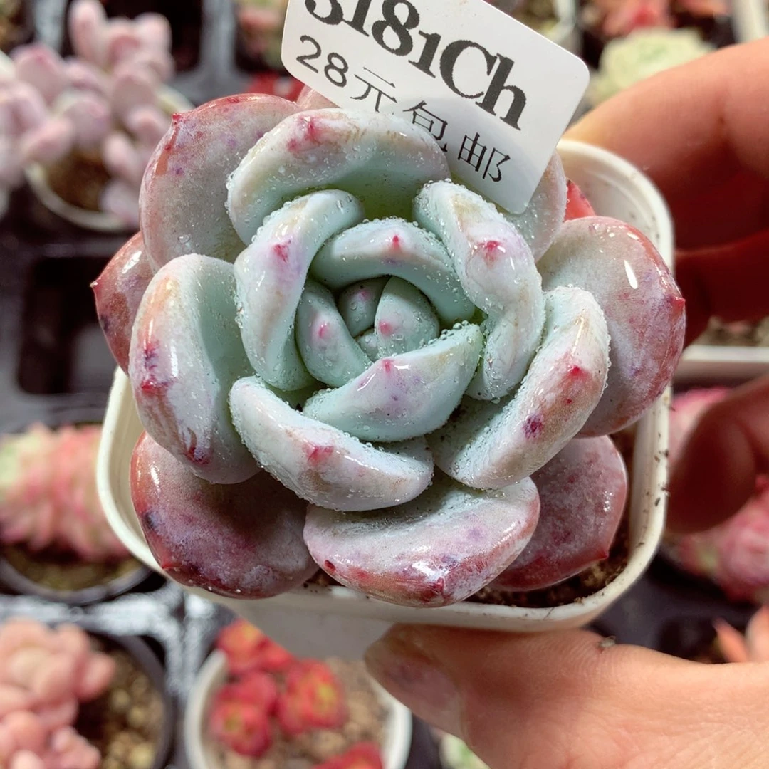 5厘米盆精控多肉3181