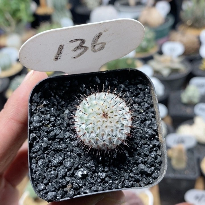 136号直刺佩雷仙人球2.3cm